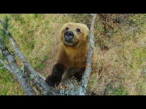 Why are these bears dancing in the forest.