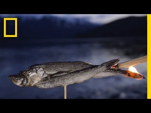 Watch a Fish Transform From Animal to Candle