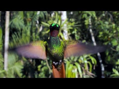 The Delightful Dance of Hummingbirds | The Wild Place | Relax with Nature | BBC Earth