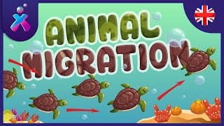 Animal Migration: Why do they do it Educational Videos for Kids