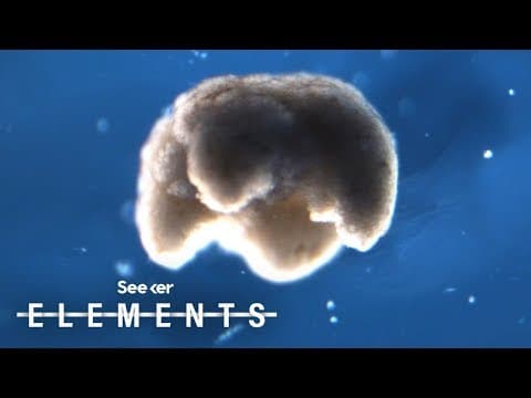 Meet the Xenobot, the Worlds First-Ever "Living" Robot