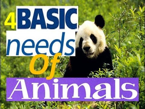 4 Basic Needs of Living Things -Animation Video for Kids