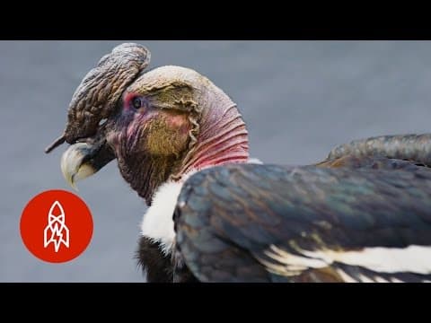 Soaring Above the Clouds with the King of the Andes