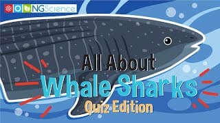 All About Whale Sharks