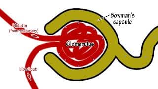 The Kidneys by Peter Weatherall