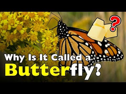 Why Do We Call It a Butterfly The Weird Truth
