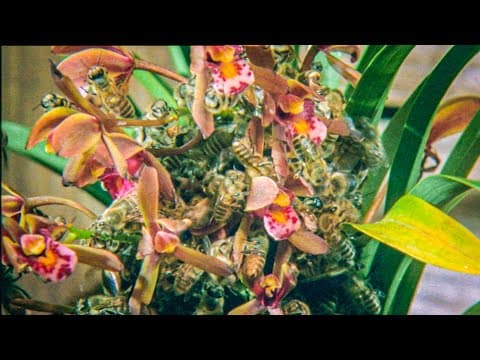 Japanese Bees Swarm Orchid - Buddha Bees and The Giant Hornet Queen - BBC Earth