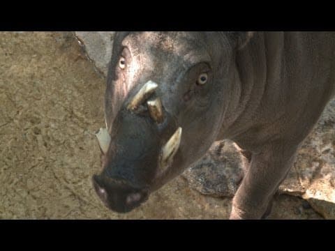 All about the Babirusa