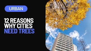 The Power of Urban Trees|12 Reasons Why Cities Need More Green Spaces