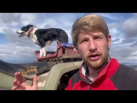 Hepatic Tanagers bring bright colors to bustling West Texas Feeder Cam
