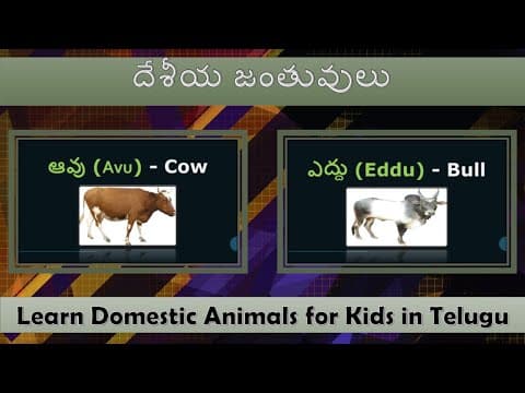 దేశీయ జంతువులు - pempuḍu jantuvulu - learn domestic animals name