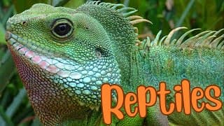 Legends of the Cold-Blooded Exploring the World of Reptiles