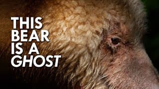 Ghost Bear |The Rarest Bear You’ve Probably Never Heard Of