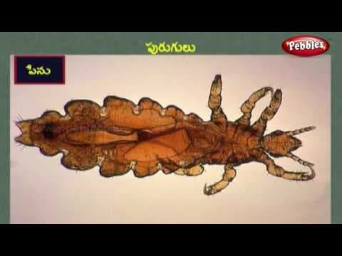 Insects learning video