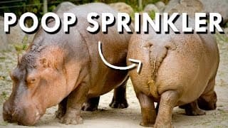 Africa's Deadliest Poop Sprinkler