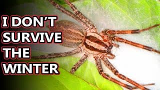 American Grass Spider facts |the harmless funnel weavers