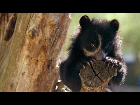 Wild Inside the National Zoo- Curious Cubs