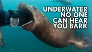 Sea Lion | The Grizzly Bear Of The Sea