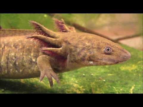 Asymmetrical sleep|Can you be awake and asleep at the same time