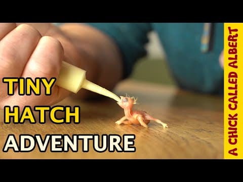 Penguins Crowd Surf Over Hundreds of Sea Lions