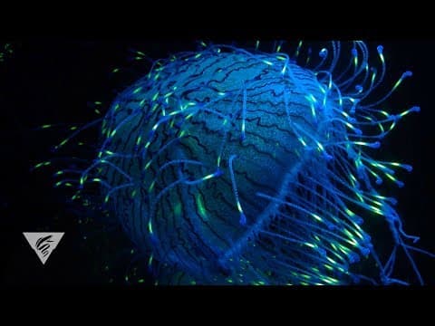 The allure of fluorescence in the ocean