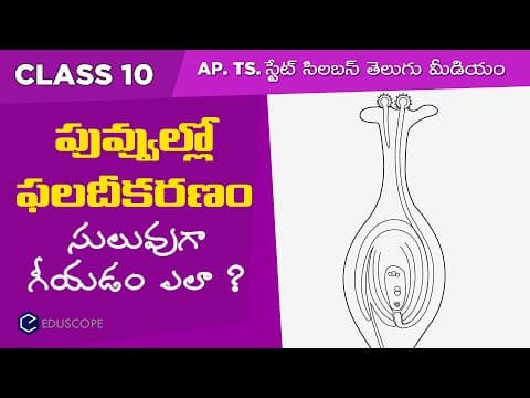 How to draw Fertilisation of flower in telugu