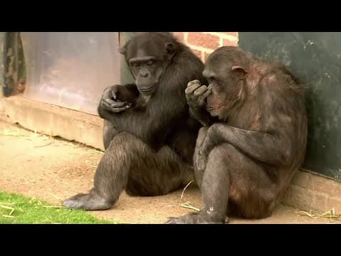4 Things You Didn't Know about Chimps