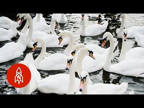 Why swans in england get the royal treatment