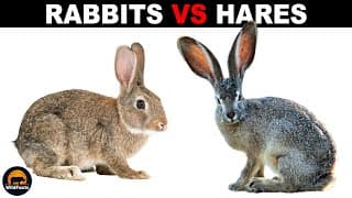 What is the Difference Between Rabbits and Hares