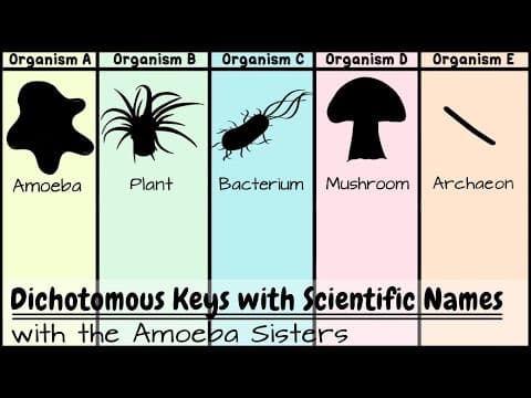 Dichotomous Keys: Identification Achievement Unlocked