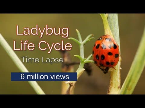 A ladybug life cycle time lapse