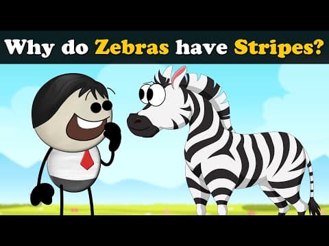 Why do zebras have stripes?