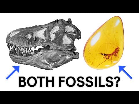 What is a fossil? - YouTube