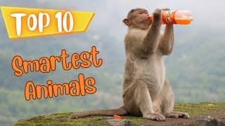 Top Ten Smartest Animals