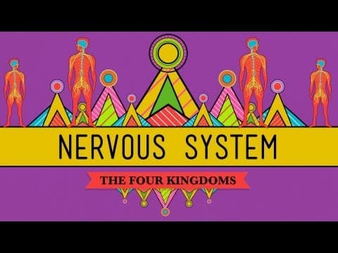 The Nervous System