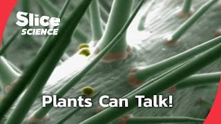 The Secret Language of Plants|Incredible Plant Intelligence|SLICE SCIENCE