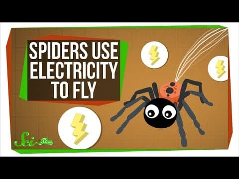 Turns Out, Spiders Use Electricity to Fly