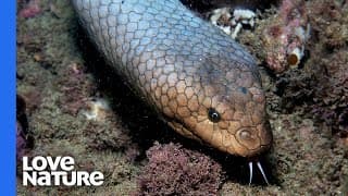Deadly Swimming Snake Hunts Deep Sea Fish