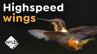 Hummingbirds in Slow Motion | High Speed Wings | Wild to Know