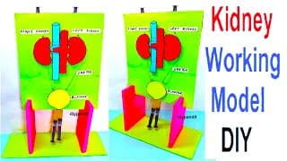 kidney working model science project for exhibition using syringes - diy