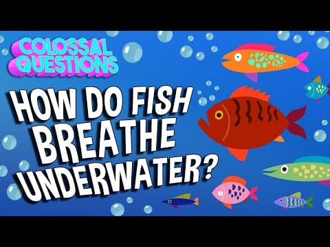 How Do Fish Breathe Underwater? | COLOSSAL QUESTIONS