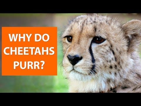 Why do CHEETAHS purr?