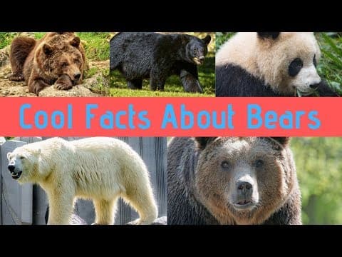 Bear Facts For Children Learn Amazing Facts about Bears