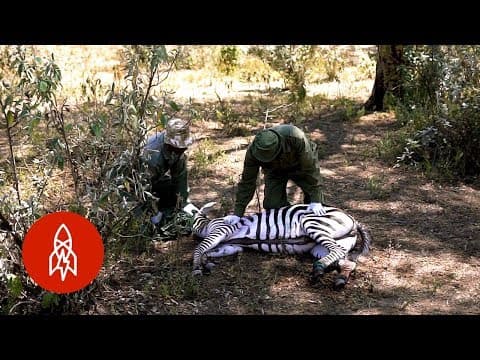 Meet the veterinarians saving kenya’s wild animals