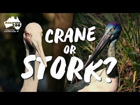 They Look Related, But Are They? - YouTube