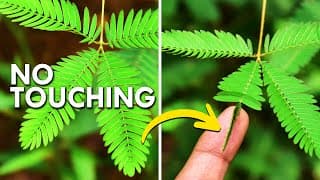 Shame Plant |This Plant Is Socially Awkward