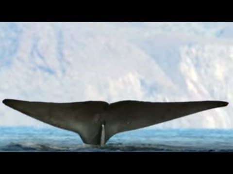 How to Collect Whale DNA | Blue Planet Live | BBC Earth Explore