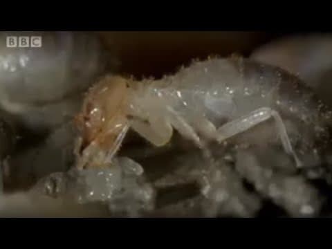 Termite World | Life In The Undergrowth | BBC - YouTube