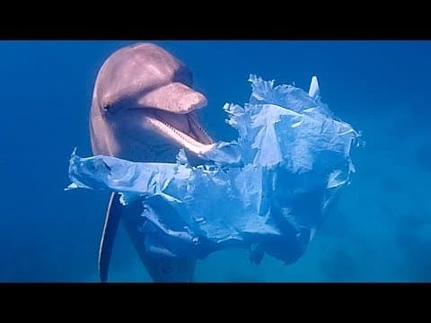 Dolphins Playing with Plastic Bags