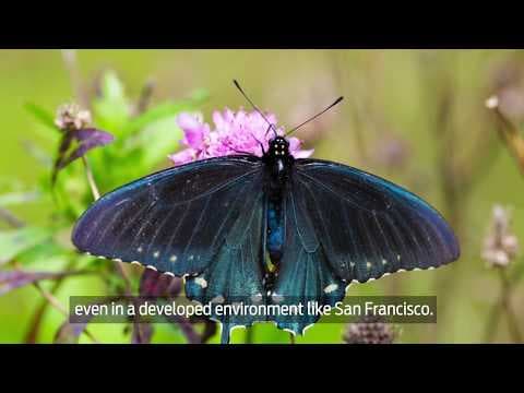 Tim Wong and Californias Pipevine Swallowtail butterflies